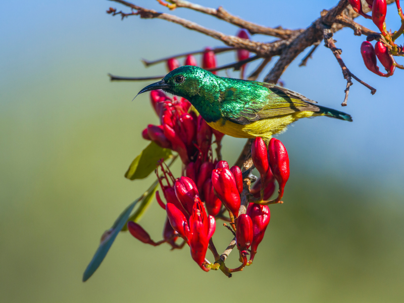South African Explorer — 11